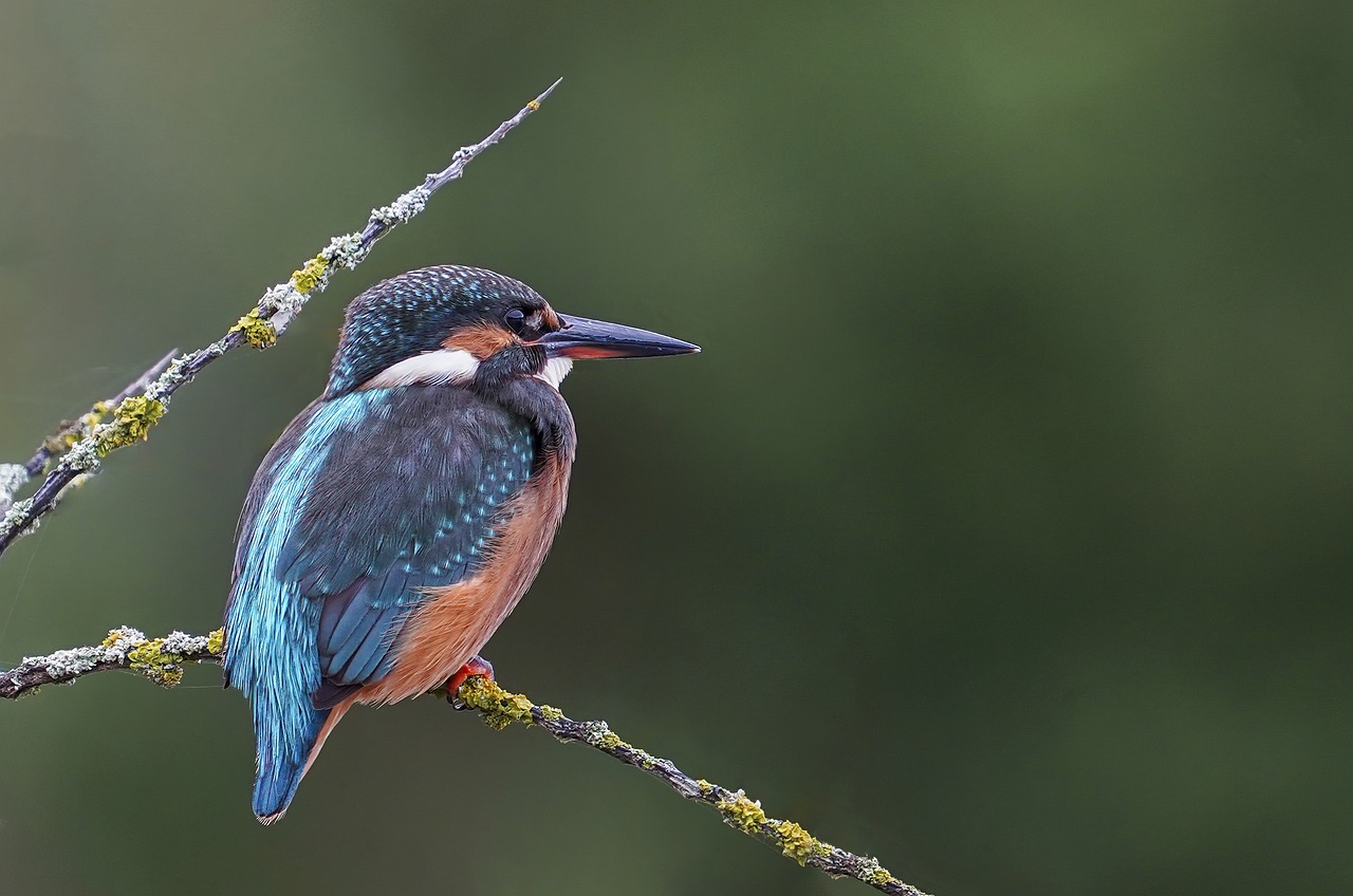 How Rapid Urbanisation Is Affecting Bird Species